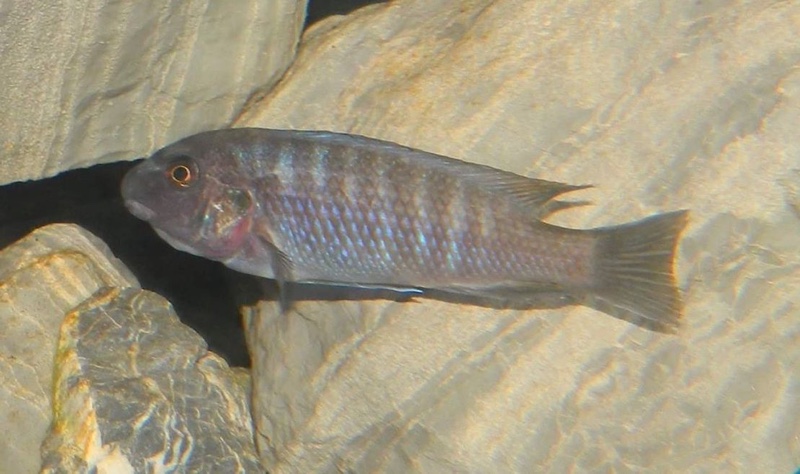 Labeotropheus trewavasae 'Linganjala Reef'